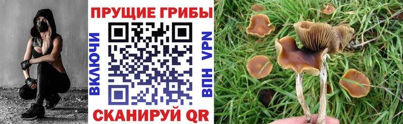 Галлюциногенные грибы мицелий  Кирс 